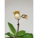 Frauenschuh Orchidee ( Ø 13/12 ) weiße Revolverblüten