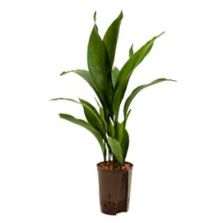 Aspidistra elatior ( Ø 15/19 50-60 ) - Schusterpalme