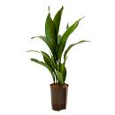 Aspidistra elatior ( Ø 15/19 50-60 ) - Schusterpalme