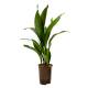 Aspidistra elatior ( Ø 15/19 50-60 ) - Schusterpalme
