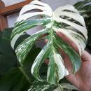 Monstera deliciosa Variegata - panaschiertes Fensterblatt grün-weiß, Rarität, Solitär-Erdpflanze, NUR ABHOLUNG