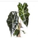 Alocasia amazonica - Pfeilblatt  ( Ø 11/09 )