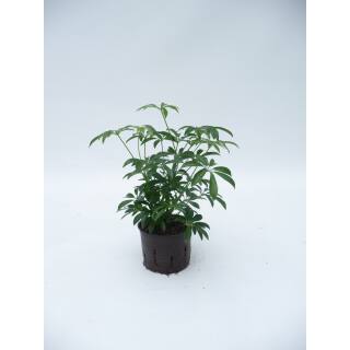 Schefflera arboricola 2pp ( &Oslash; 13/12 )
