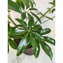 Schefflera arboricola 2pp ( Ø 13/12 )