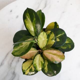 Hoya australis variegata Lisa Porzellanblume ( Ø 13/12 )