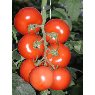 Tomatenzauber  (1 kg Schraubdose - 12+7+33+5+1 +SP)