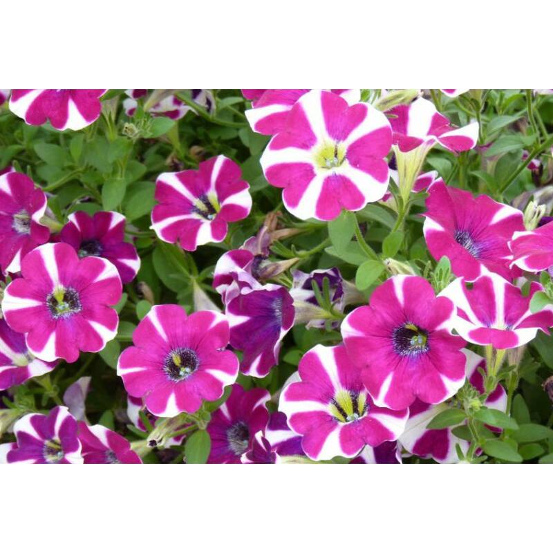 4016470507068 - Petunienzauber (1 kg Schraubdose - 14+10+14+2 +SP)