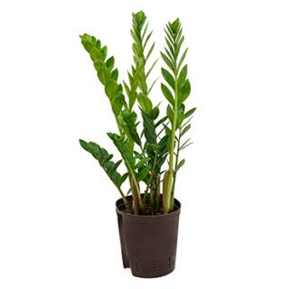 Zamioculcas   ( Ø 15/19 )