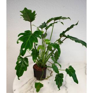 Philodendron Xanadu  Ø 13/12  ( 40-60 cm hoch )