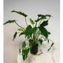 Philodendron Xanadu  Ø 13/12  ( 40-60 cm hoch )