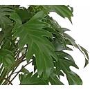 Philodendron Xanadu  Ø 13/12  ( 40-60 cm hoch )