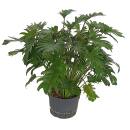 Philodendron Xanadu  Ø 13/12  ( 40-60 cm hoch )