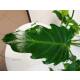 Philodendron Xanadu  Ø 13/12  ( 40-60 cm hoch )