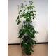 Schefflera arboricola  Ø 18/19  ( 3-Tuff 120 - 140) - Strahlenaralie