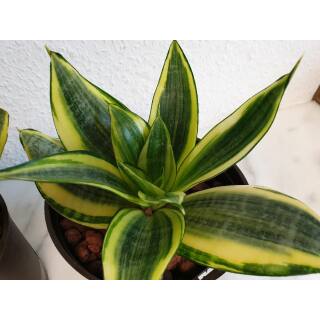 Sansevieria  Golden Hahnii  ( Ø 13/12 )