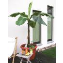 Musa Basjoo - Winterharte Banane in 15 Liter Topf 140-160 cm