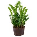 Zamioculcas   ( Ø 28/19 ) 80