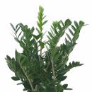 Zamioculcas   ( Ø 28/19 ) 80