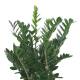 Zamioculcas   ( Ø 28/19 ) 80