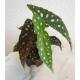 Begonia Maculata - Forellenbegonie, 30-40 cm ( Ø 13/12 )