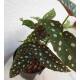 Begonia Maculata - Forellenbegonie, 30-40 cm ( Ø 13/12 )
