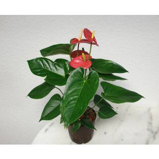 Anthurium - Flamingoblume ( Ø 13/12 ) Anthurie