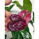 Anthurium - Flamingoblume ( Ø 13/12 ) Anthurie