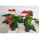 Anthurium - Flamingoblume ( Ø 13/12 ) Anthurie