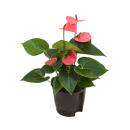 Anthurium - Flamingoblume ( Ø 13/12 ) Anthurie