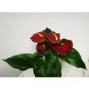 Anthurium - Flamingoblume ( Ø 13/12 ) Anthurie