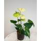 Anthurium - Flamingoblume ( Ø 13/12 ) Anthurie