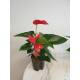 Anthurium - Flamingoblume ( Ø 13/12 ) Anthurie