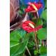 Anthurium - Flamingoblume ( Ø 13/12 ) Anthurie