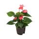 Anthurium - Flamingoblume ( Ø 13/12 ) Anthurie