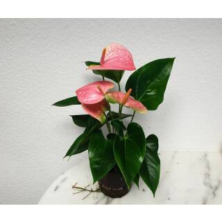 Anthurium - Flamingoblume ( Ø 13/12 ) Anthurie rosa