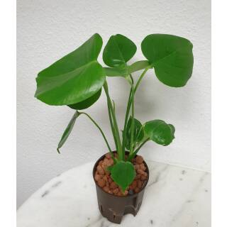 Monstera deliciosa HYDROKULTUR Spezialist Ihr exzellenter Hydroku