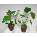 Monstera deliciosa - Fensterblatt Ø 13/12, 40-50