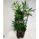 Podocarpus macrophyllus  ( Ø 13/12, 40-50cm) -...