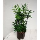 Podocarpus macrophyllus  ( Ø 13/12, 40-50cm) -...