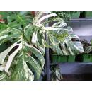 Monstera deliciosa Variegata  Ø 18/19 - panaschiertes Fensterblatt grün-weiß, Exemplar 116