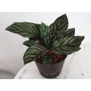 Calathea  Ornata  (Ø 13/12) 20-30