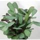 Calathea burle-marxii Amagris - Korbmarante  (&Oslash; 13/12) 20-40