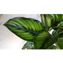 Calathea Beauty Star - Korbmarante (Ø 13/12) 20-40