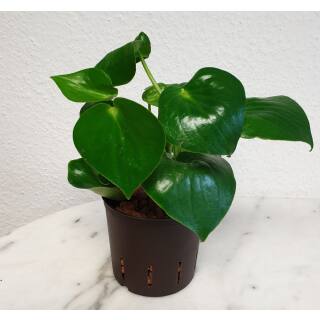 Peperomia Raindrop - Zierpfeffer ( Ø 13/12 )