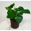 Peperomia Raindrop - Zierpfeffer ( Ø 13/12 )