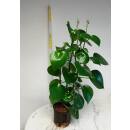 Peperomia Raindrop - Zierpfeffer ( Ø 13/12 )