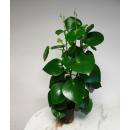 Peperomia Raindrop - Zierpfeffer ( Ø 13/12 )