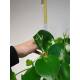Peperomia Raindrop - Zierpfeffer ( Ø 13/12 )