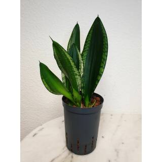 Sansevieria trifasciata Grey Strips  Ø 15/19 ( 40-50 )