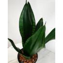 Sansevieria trifasciata Grey Strips  Ø 15/19 ( 40-50 )